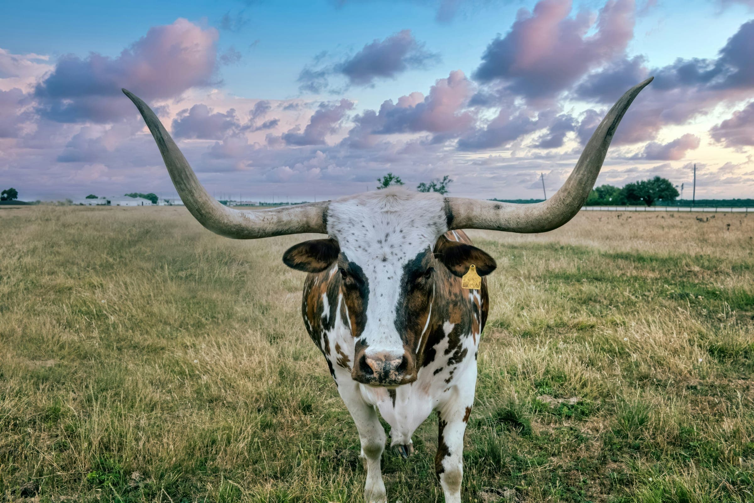 Texas longhorn standing in a pasture at dusk